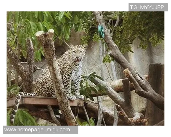 乌鸦与美洲虎的智慧与力量之争谁能在自然界中胜出